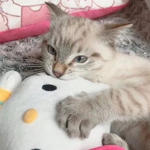 itsyoungmiko