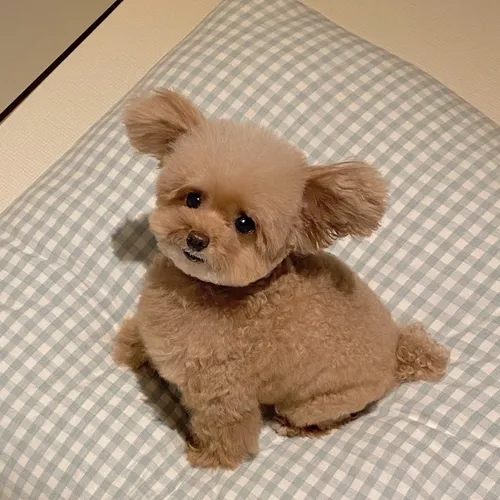 miso_ara