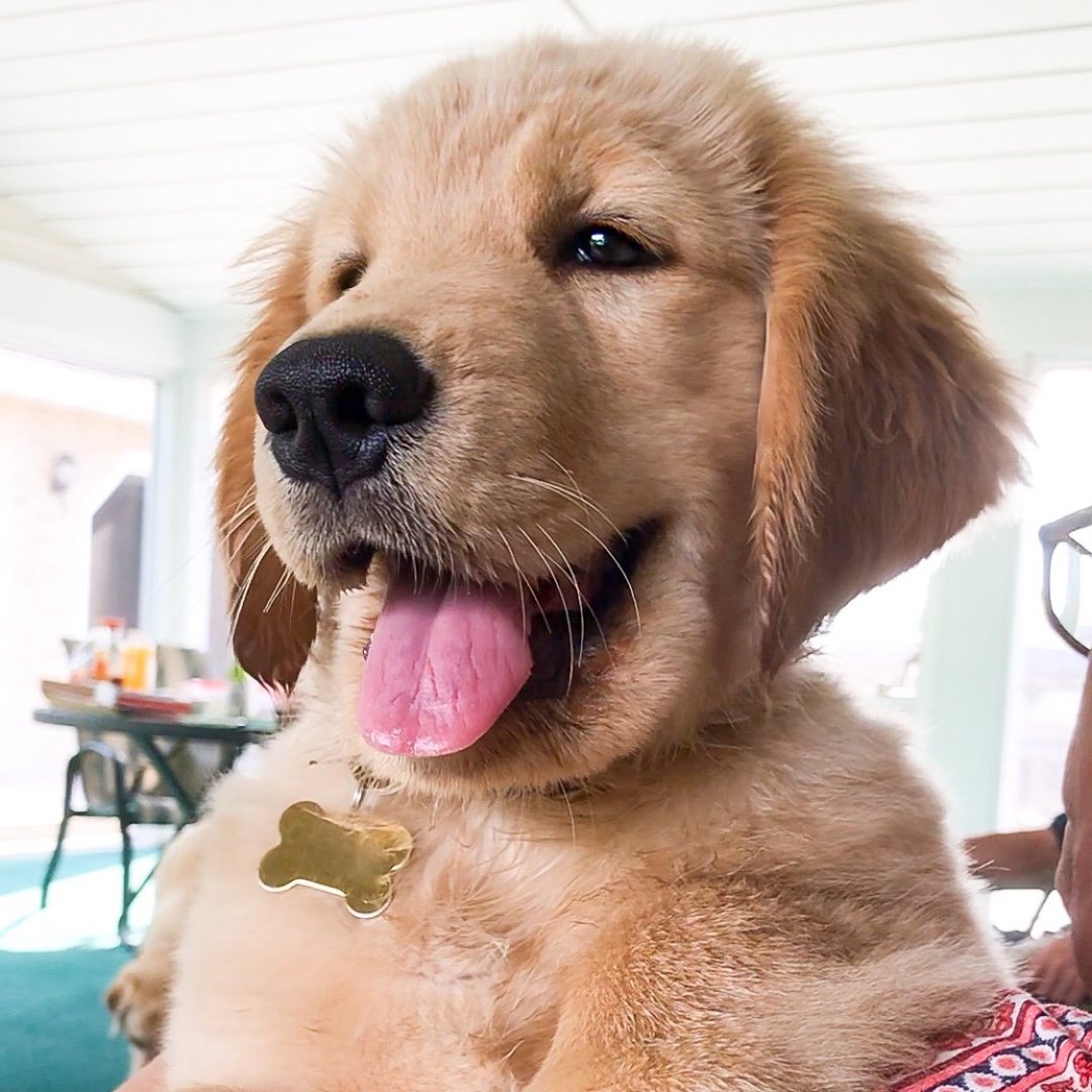 TUCKER | The Golden Retriever's profile