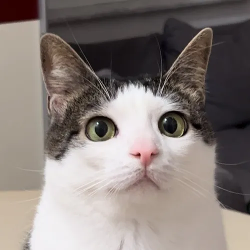 monkeycatluna