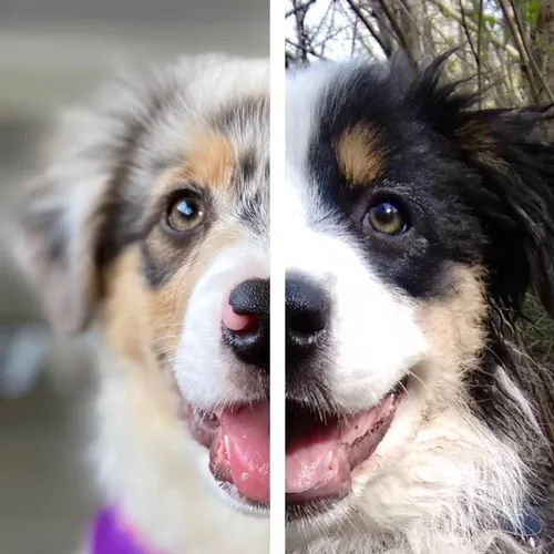 my_aussie_gal