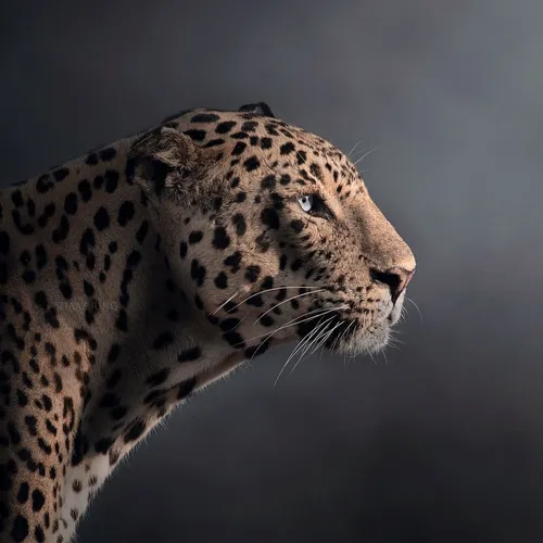 shaazjung