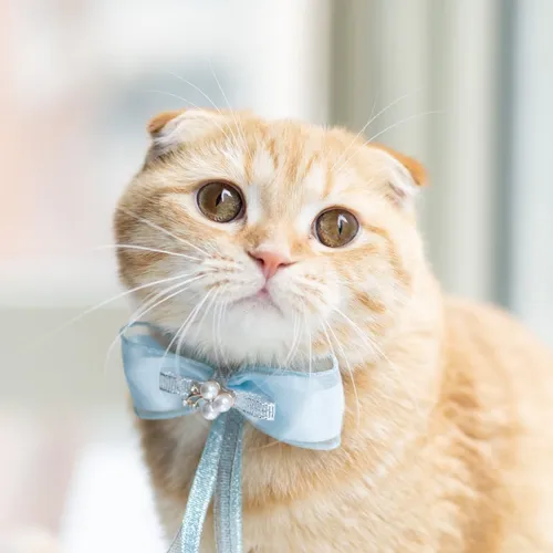 spongecake_thescottishfold