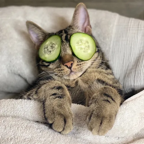 dontstopmeowing