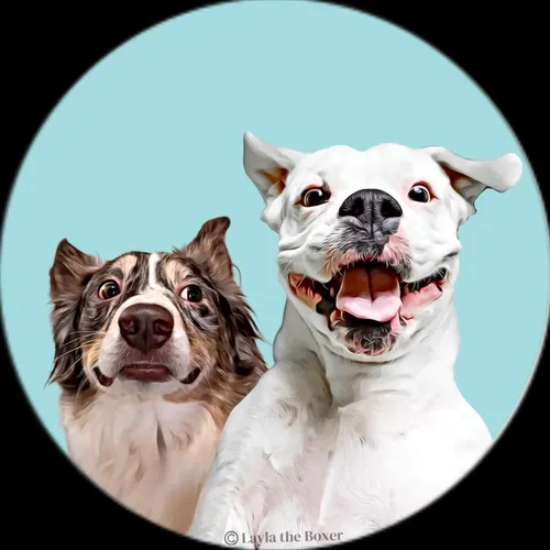 _layla_the_boxer