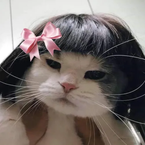 gatitosdepresion