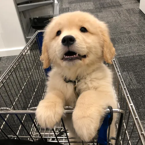 maui_thegoldenpup