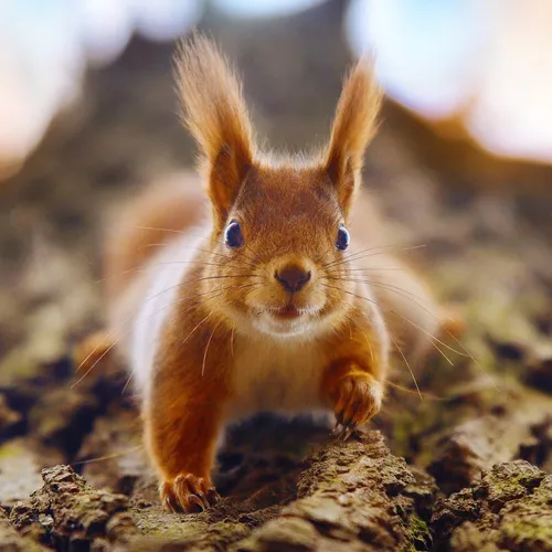 julianradwildlife