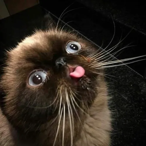 gatitosyperritoschidos