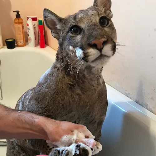 l_am_puma