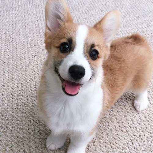 tofu_corgi