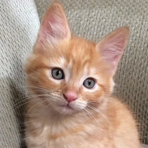 fosterkittendiary