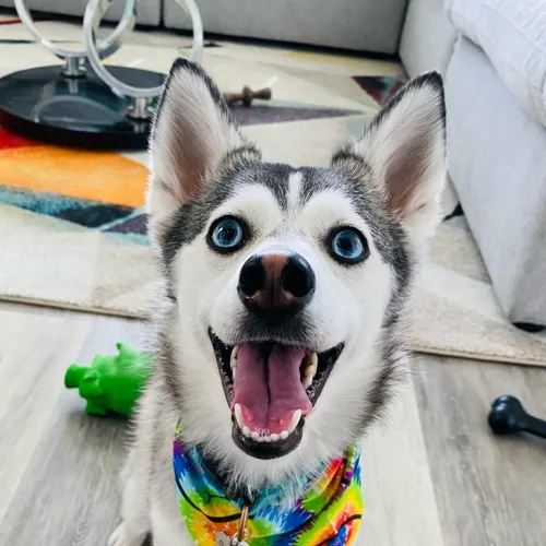 sapphie_the_pomsky