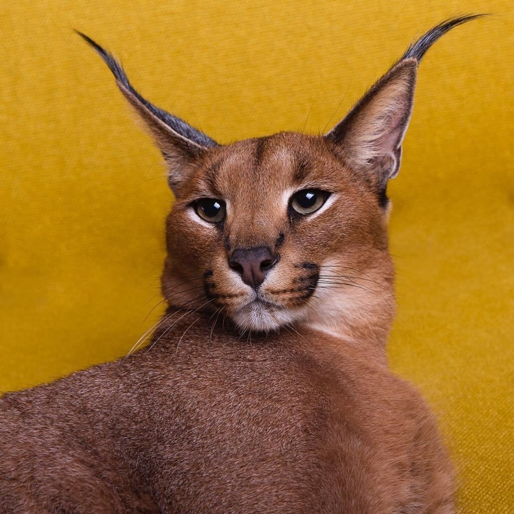 Pumba Caracal's profile