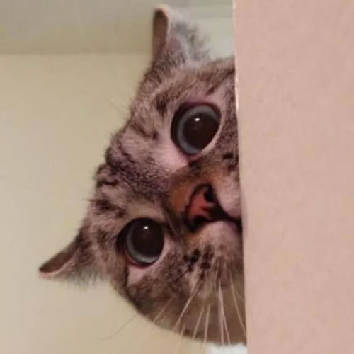 nala_cat