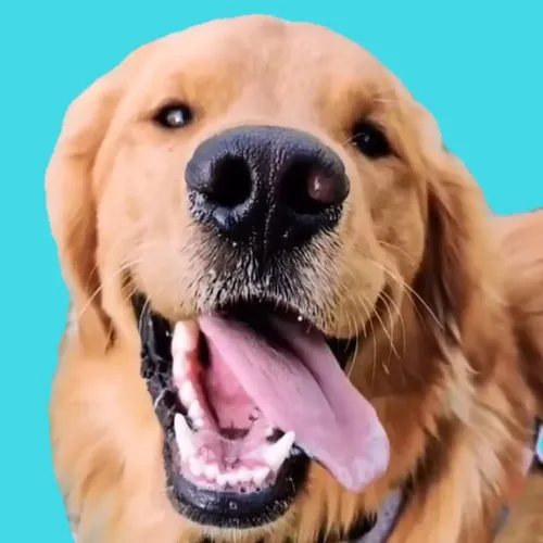 sammythegolden247