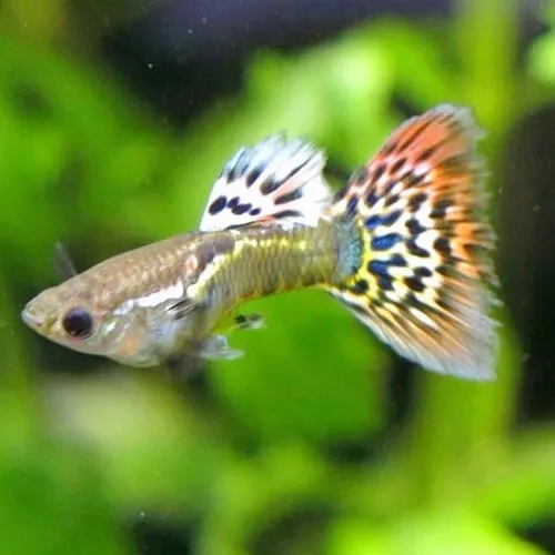 fish4everchannel