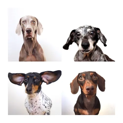 harlowandsage