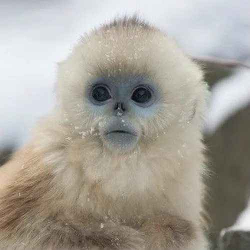 adorable.monkey