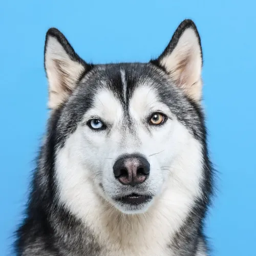 gudan_ohusky