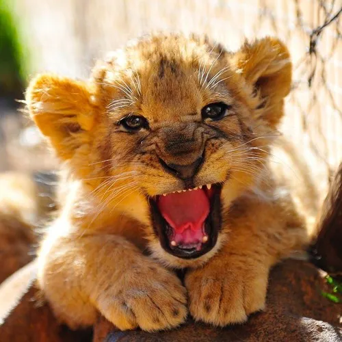 african_animal
