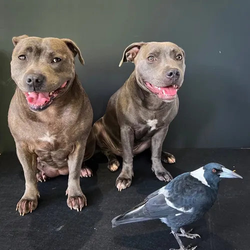 peggyandmolly