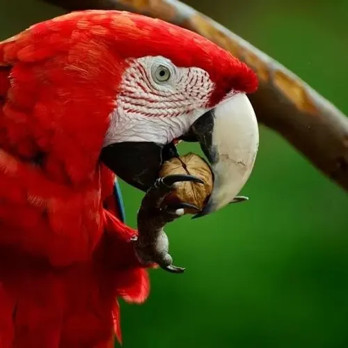 birds_perfection