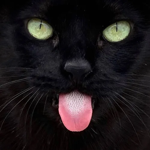 black_cats_funny