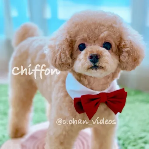 c.chan_videos