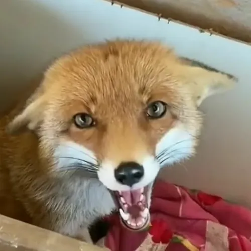 kikithefox_