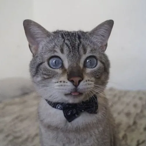 gatomiu