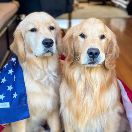goldenretrieverblu_