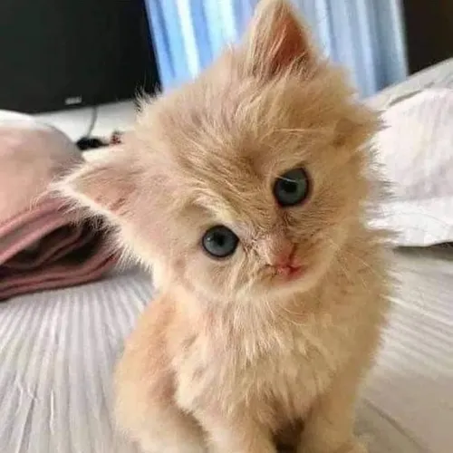 earthofcats