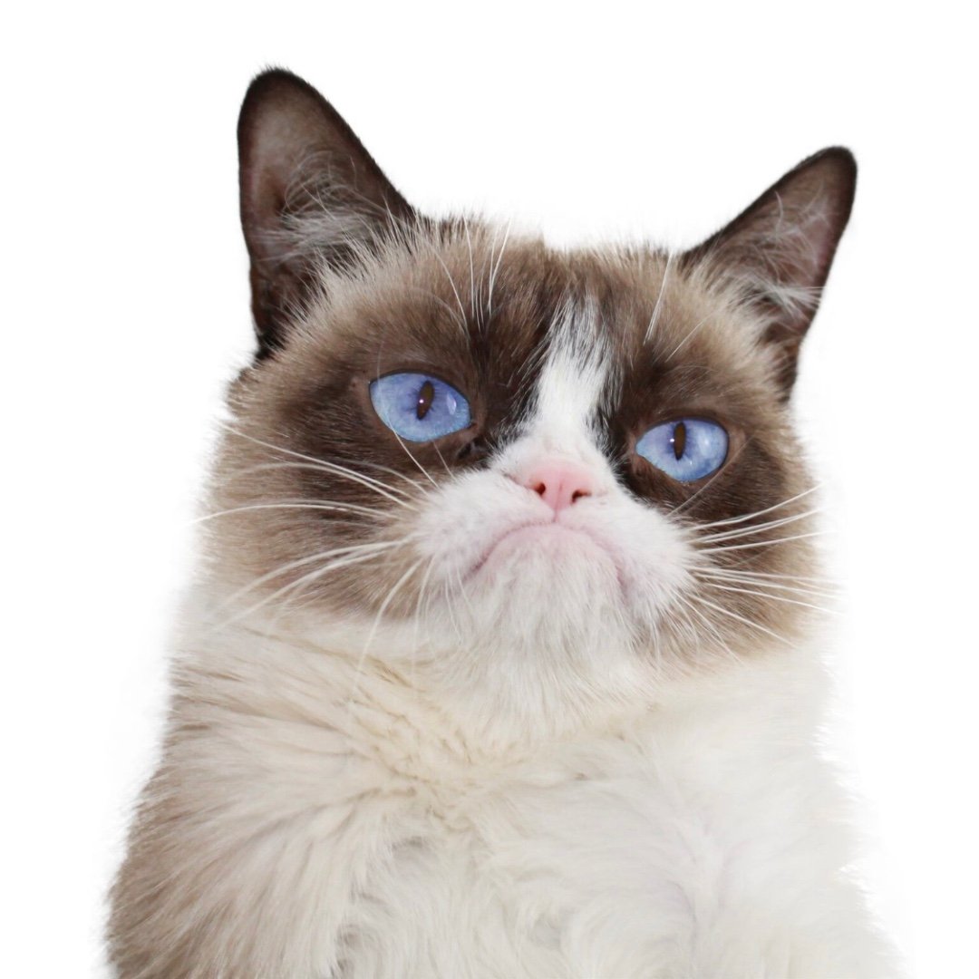 Grumpy Cat's profile