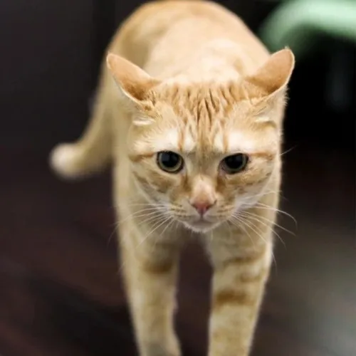 theistanbulcats