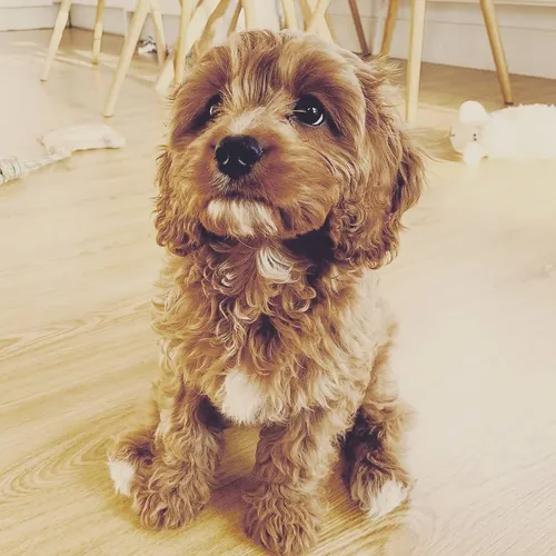 cavapooworld