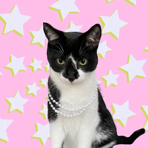 kittykittyivy