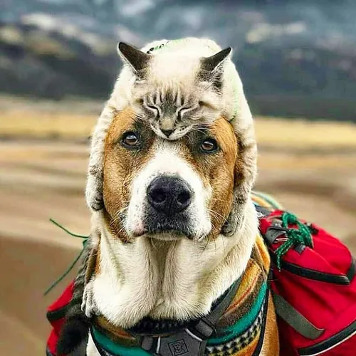 love_animalsgram