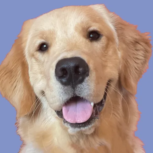 goldenbearollie
