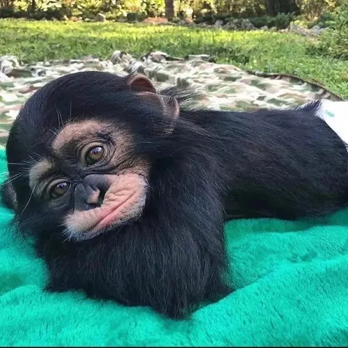 cutest_monkey_