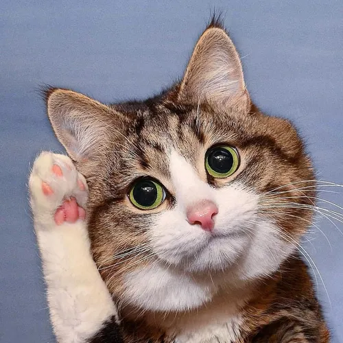 rexiecat