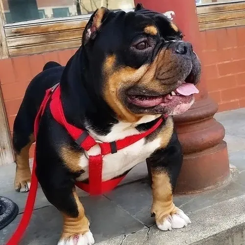 world_dogs_vibes