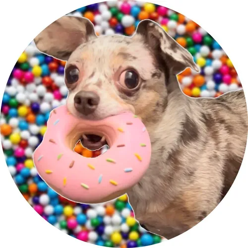 hazel_theminiwiener