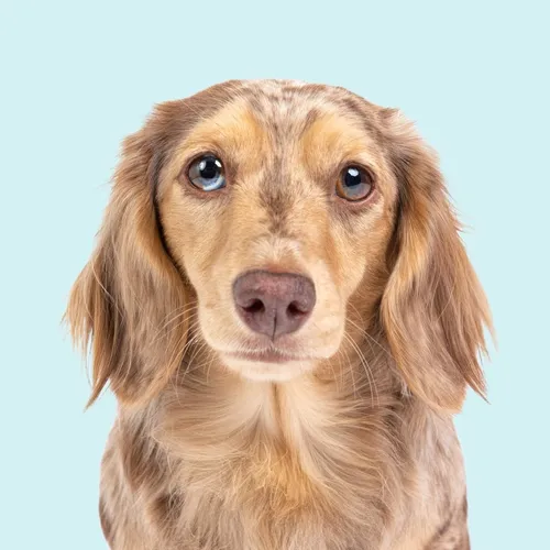 honeydewthedachshund