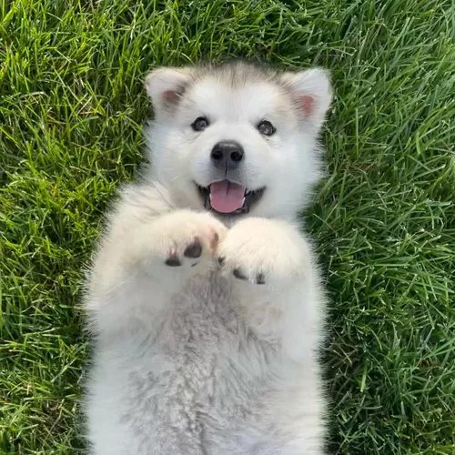 hugo_themalamute