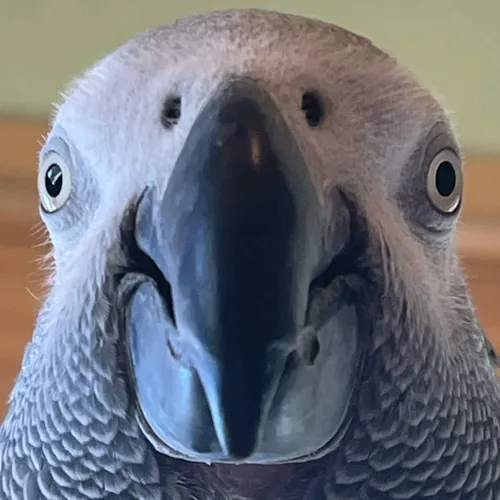apolloandfrens