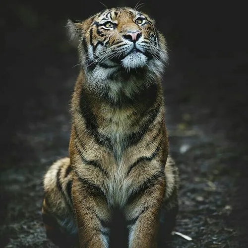 animalsonland