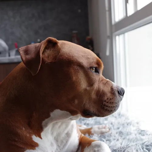 pitbullslovers13