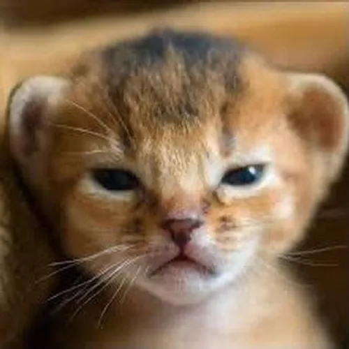 babyanmlpics