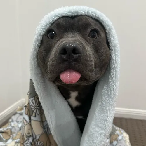 beartheblustaffy